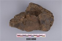 藏品(明扇蛤)的圖片